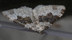 Epirrhoe galiata