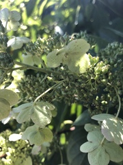 Hydrangea radiata