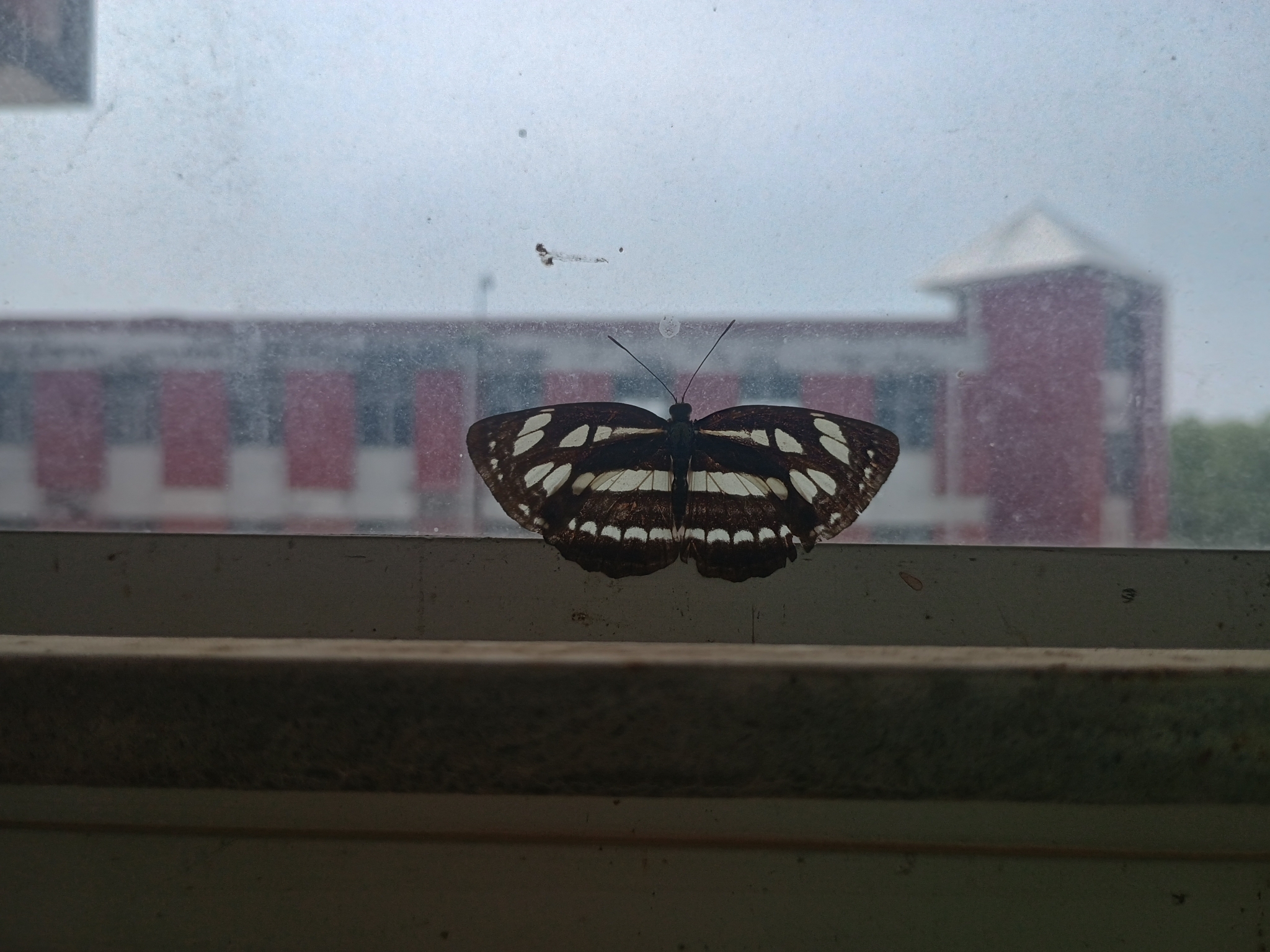 Common Sailer