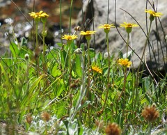 Packera subnuda