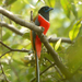 Malabar Trogon - Photo (c) S.MORE, some rights reserved (CC BY-NC)