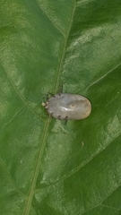 Ixodes ricinus