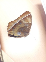 Thaumantis noureddin