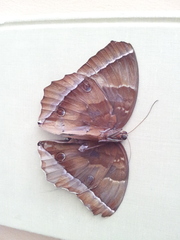 Thaumantis noureddin