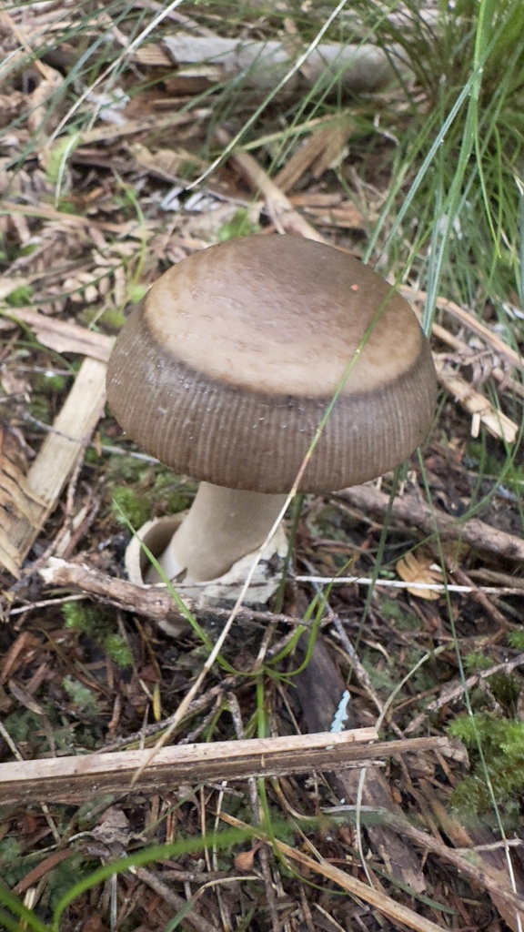 Amanita pekeoides · May 2025 · photo: © outinthefield (iNaturalist, cc-by)