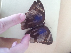 Thaumantis noureddin