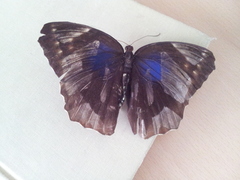 Thaumantis noureddin