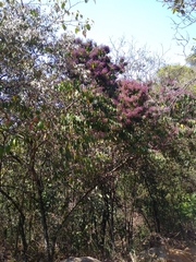 Miconia minutiflora
