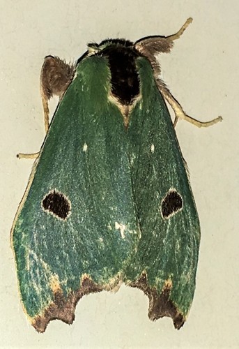 Rosema maximepunctum