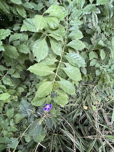 Skyflower