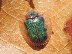 Eurypepla brevilineata