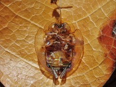 Eurypepla brevilineata