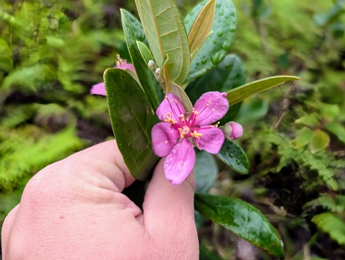 Rhodomyrtus tomentosa observed 2025-05-16