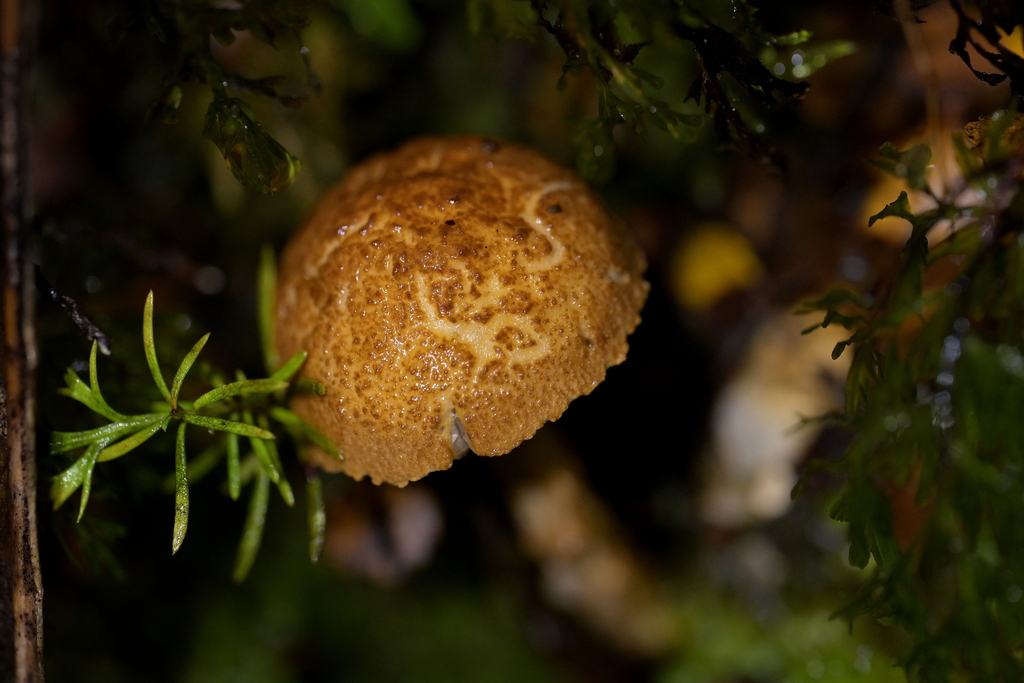 Austroboletus novae-zelandiae · May 2025 · photo: © christopherstephens (iNaturalist, cc-by)