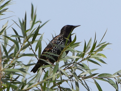 Sturnus vulgaris