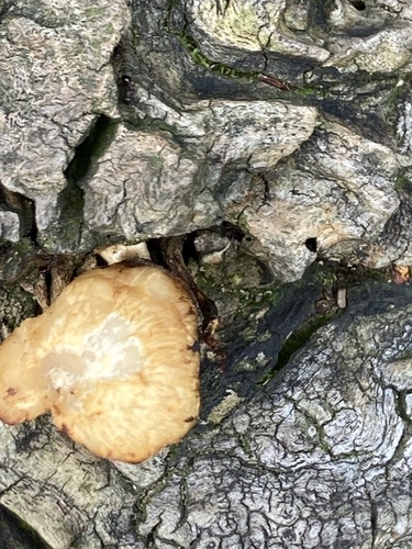 Neofavolus alveolaris