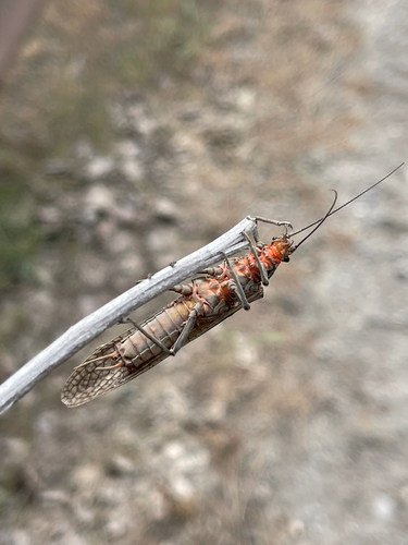 California Giant Stonefly photo 4