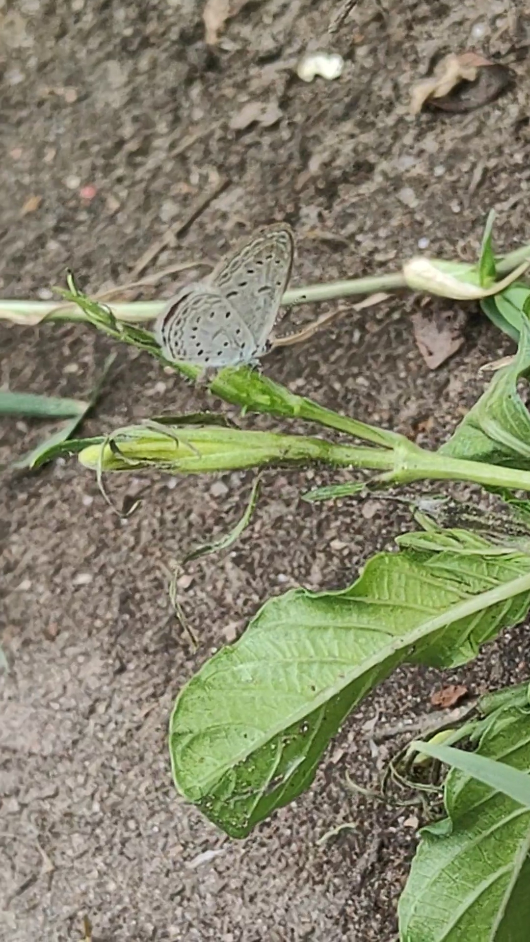Tiny Grass Blue