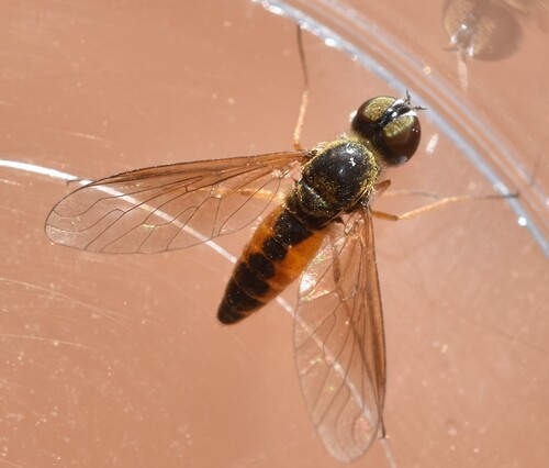 Petrorossia fulvipes