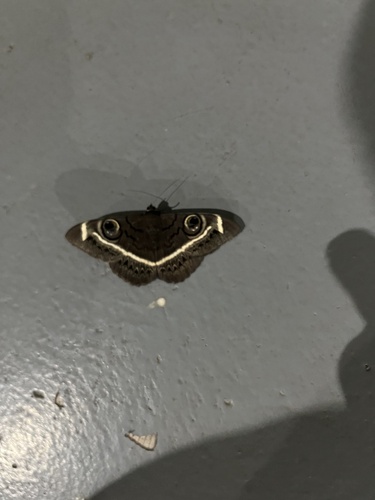 Creamstriped Owl