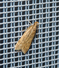 Helcystogramma lutatella