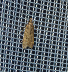 Helcystogramma lutatella