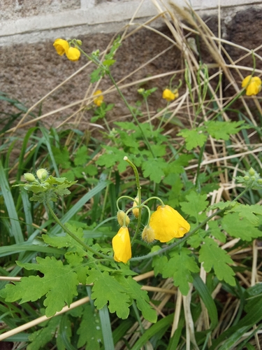 Chelidonium asiaticum (Chelidonium asiaticum)