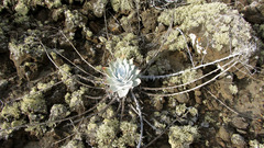 Dudleya anthonyi