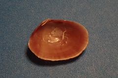 Semele bellastriata