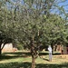Acacia etbaica