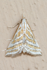 Leptosteges parthenialis