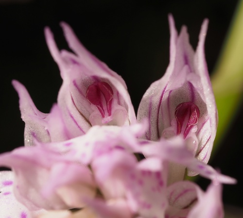 vstavač trojzubý (Neotinea tridentata)
