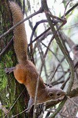Callosciurus pygerythrus