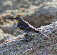 Setophaga coronata coronata × auduboni