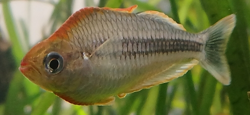 Pygmy rainbowfish (Melanotaenia pygmaea) — Melanotaeniidae — 3