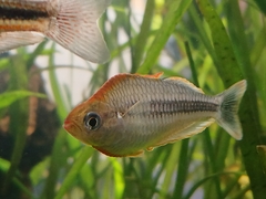 Pygmy Rainbowfish photo 1