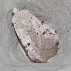 Chersotis margaritacea