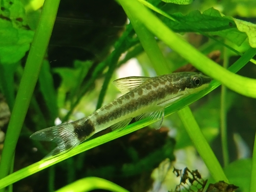 Common otocinclus (Otocinclus vestitus) — Loricariidae — 4