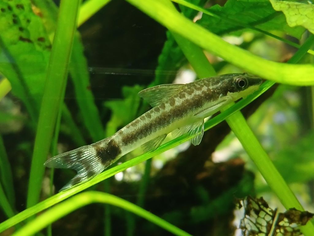 Dwarf Otocinclus