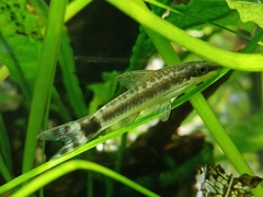 Dwarf Otocinclus photo 1