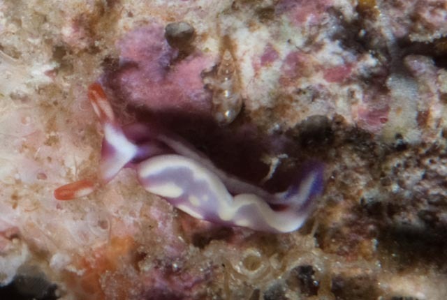 White-marked Taco Slug