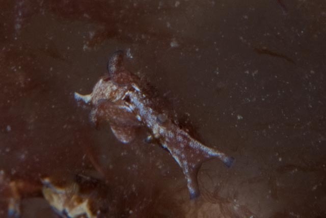 Black-edged Sea Hare
