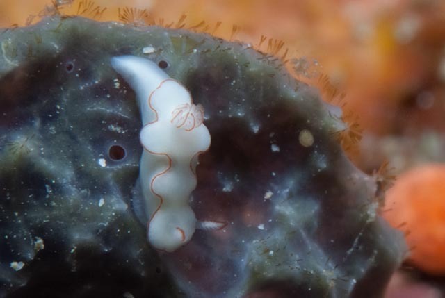 Thorunna furtiva
