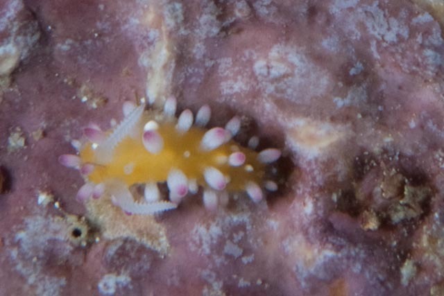 Sunburst Ray Dorid
