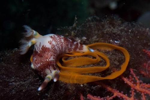 Lined Nembrotha