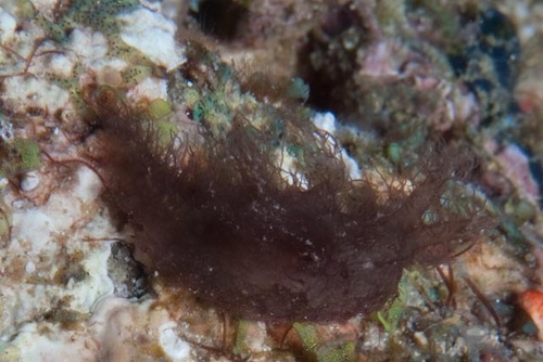 Phycophila euchlora