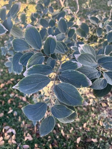 White Stinkwood