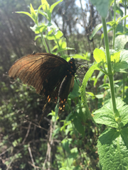 Papilionidae