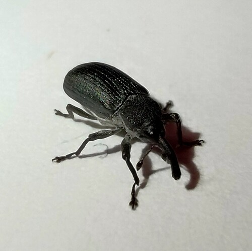 Magdalis alutacea