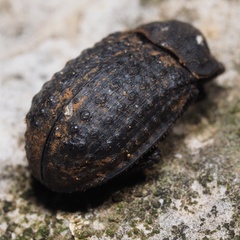 Trox hispidus